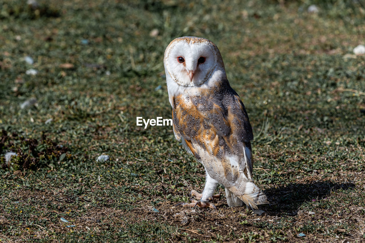 Tyto alba barn owl