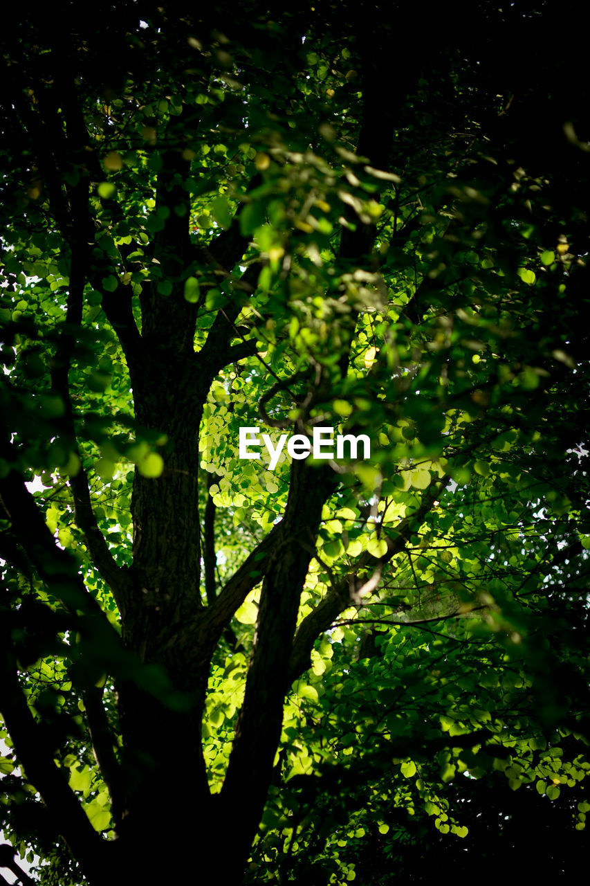 LOW ANGLE VIEW OF TREES IN FOREST