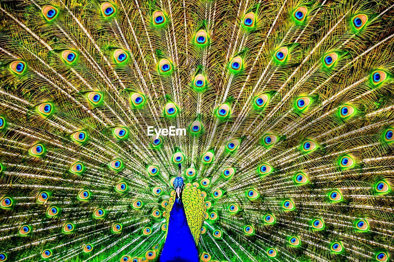 Full frame shot of dancing peacock