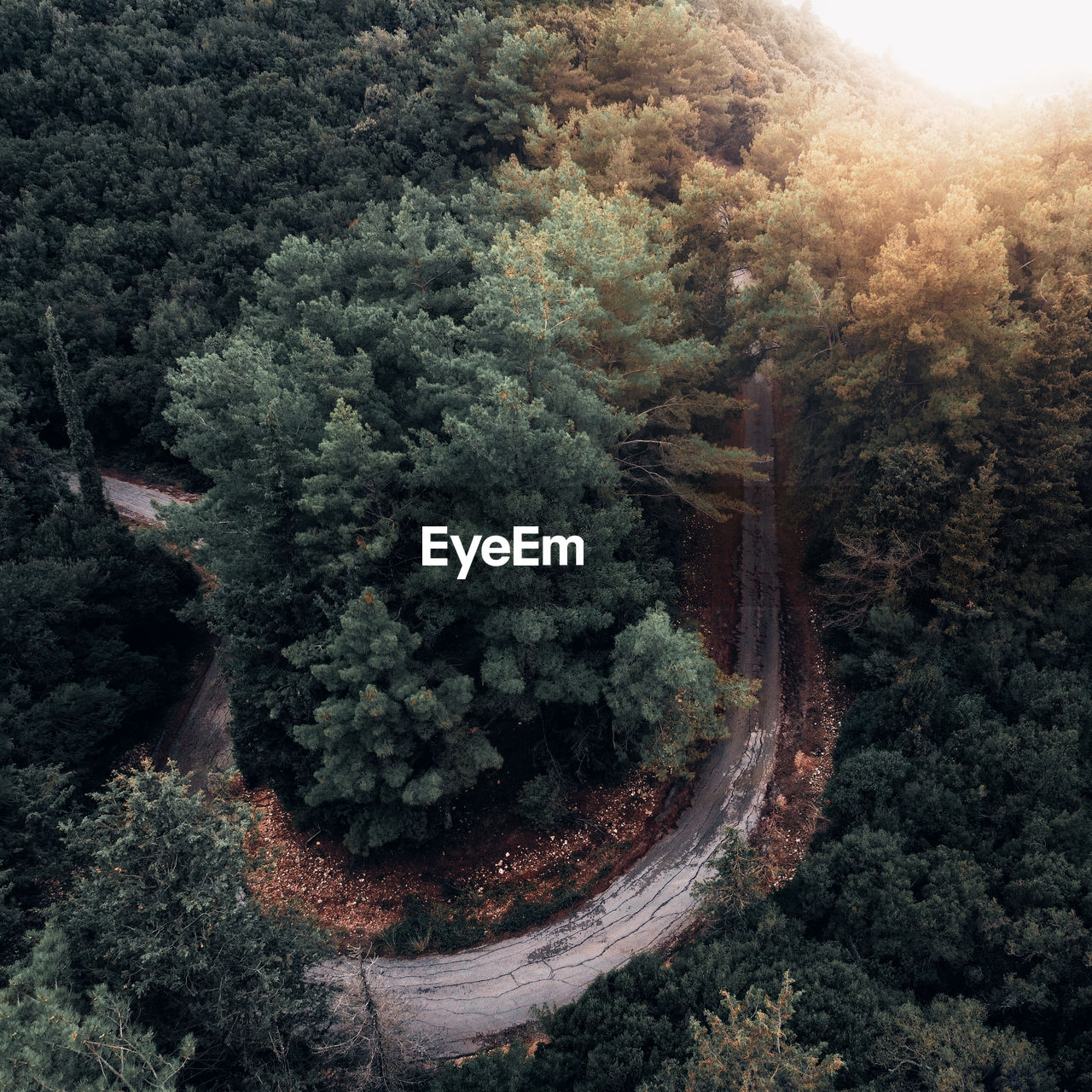 High angle view of trees in forest