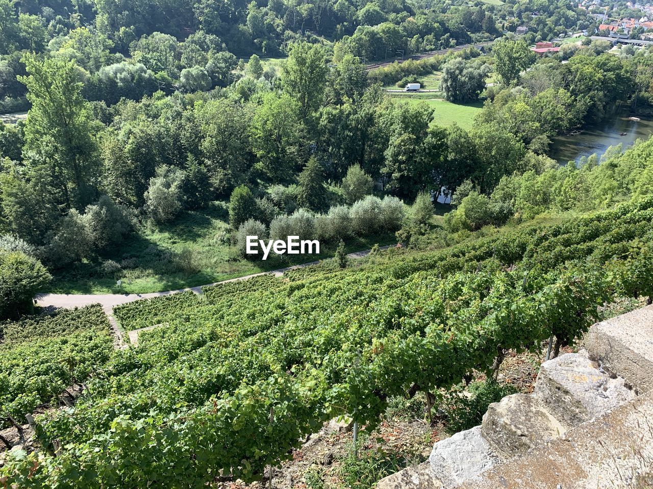 HIGH ANGLE VIEW OF TREES AND PLANTS IN FOREST