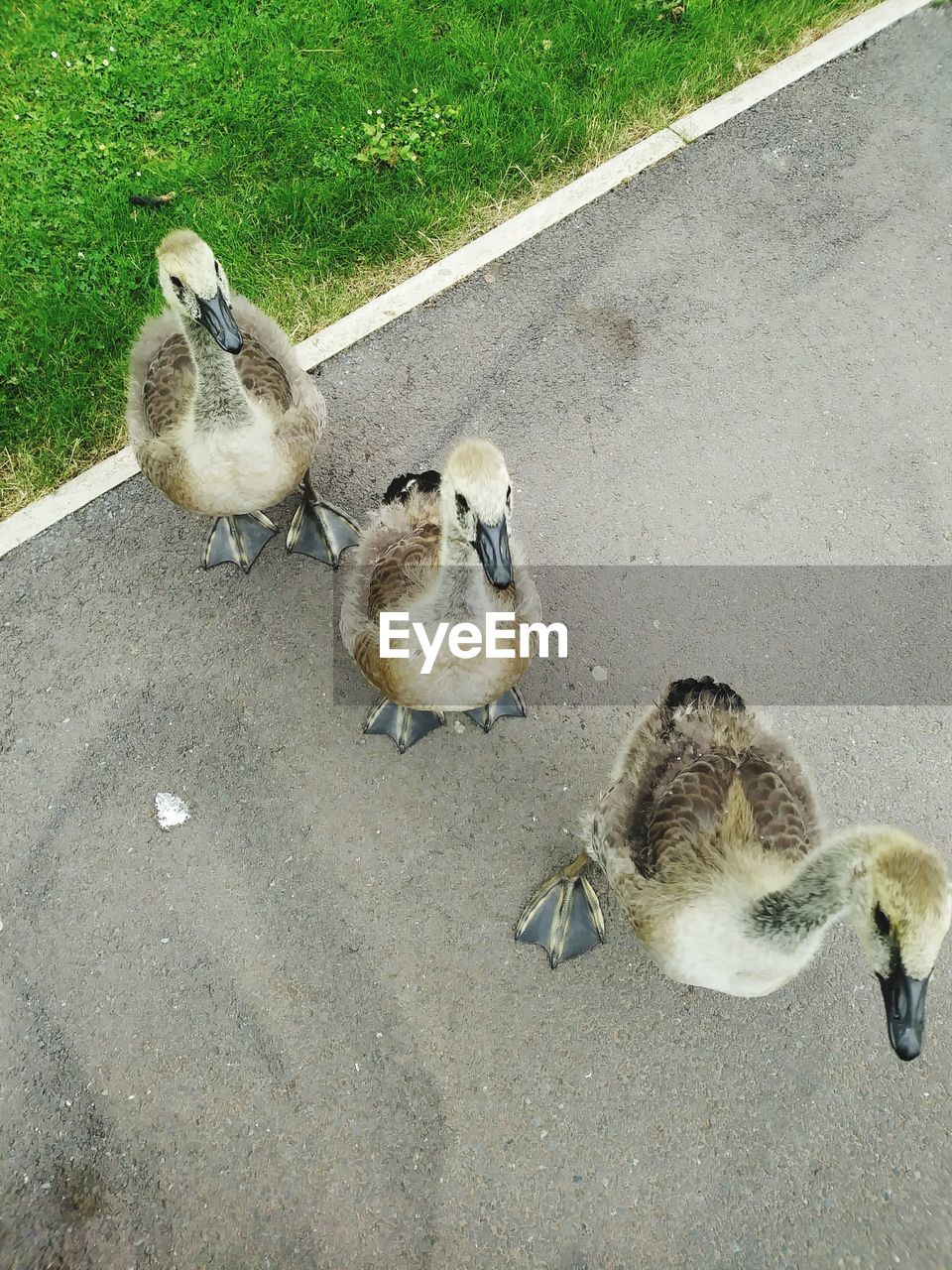 HIGH ANGLE VIEW OF DUCKS IN A FARM