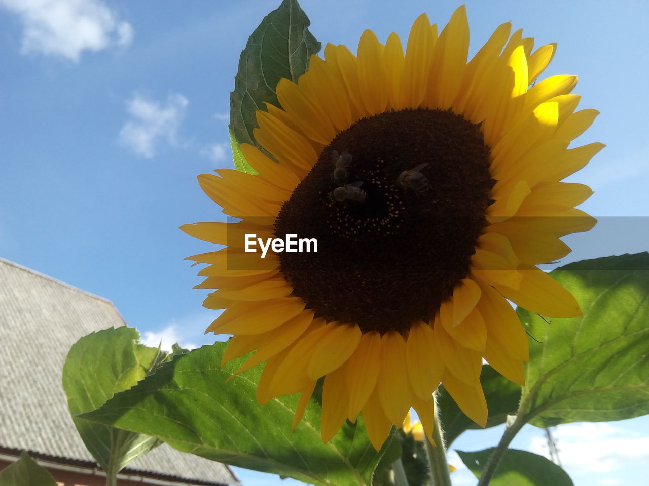 CLOSE-UP OF YELLOW SUNFLOWER