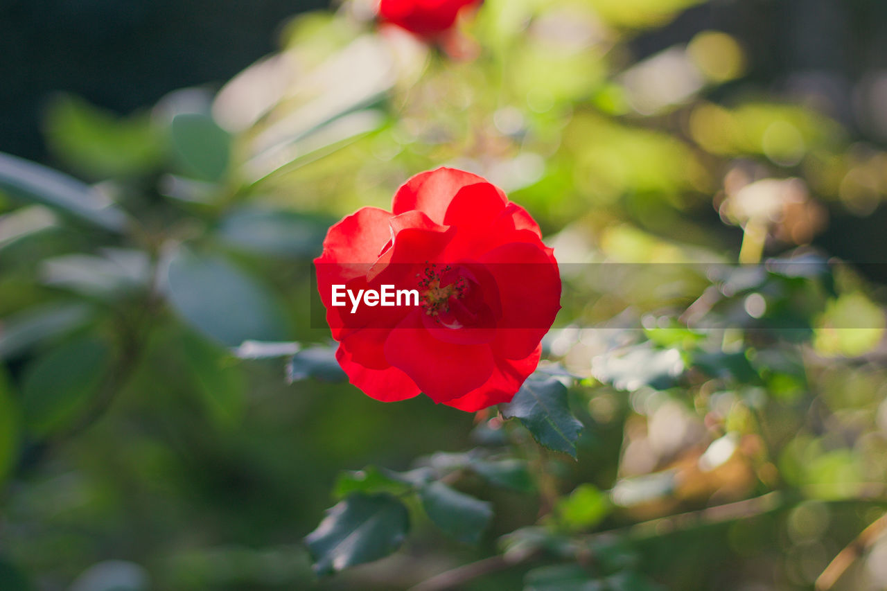 Close-up of red rose against blurred background