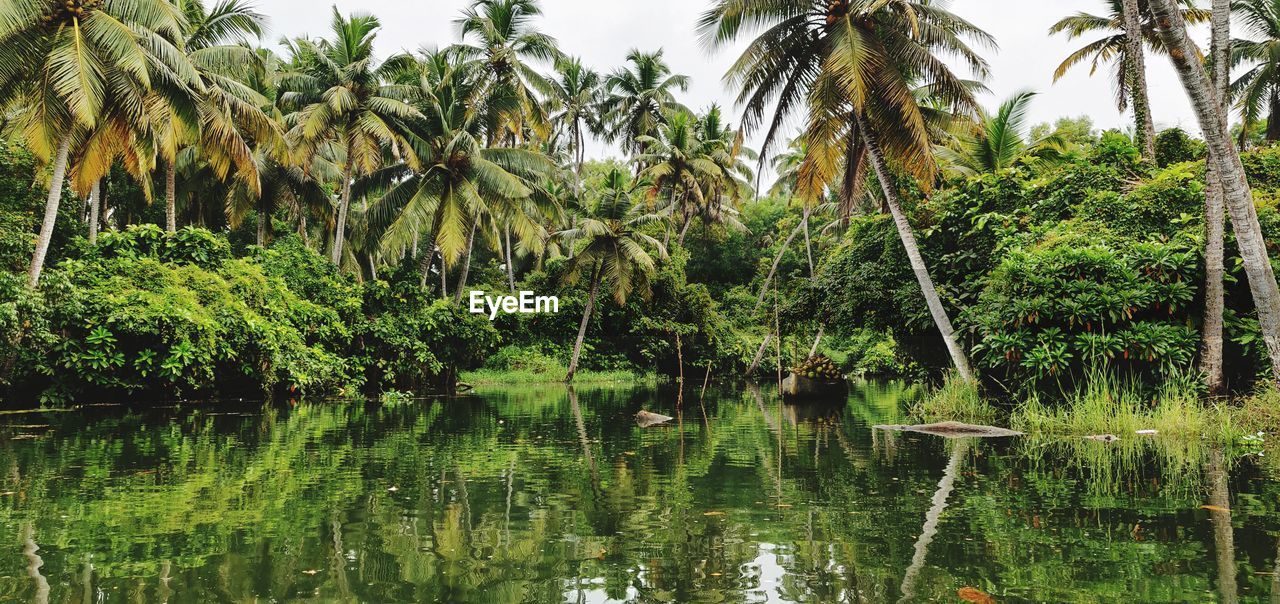 Scenic view of palm trees by lake