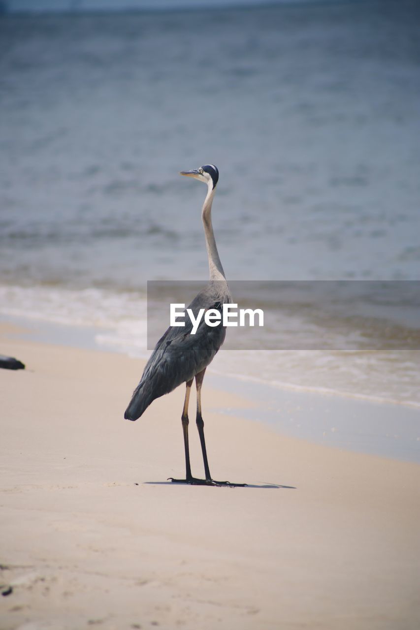 Heron on a beach