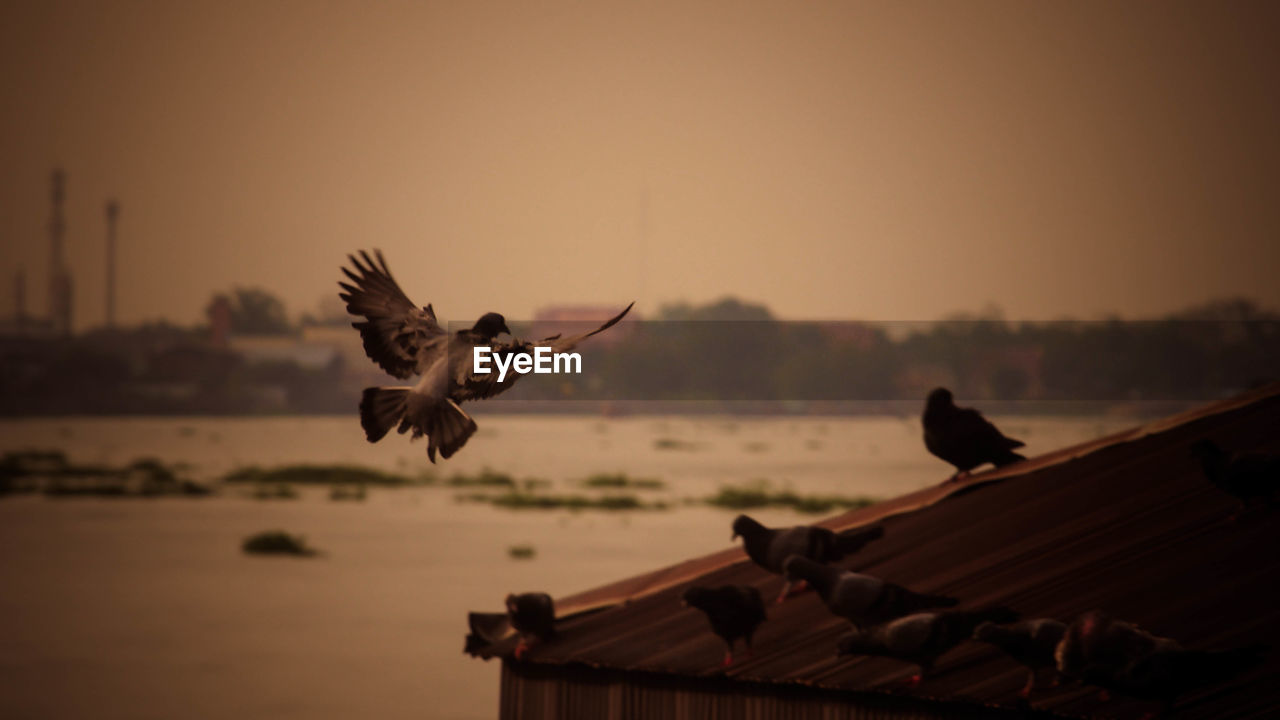 bird, animal, animal themes, animal wildlife, flying, wildlife, morning, spread wings, sky, water, nature, one animal, no people, bird of prey, animal wing, wing, mid-air, outdoors, animal body part, motion, focus on foreground