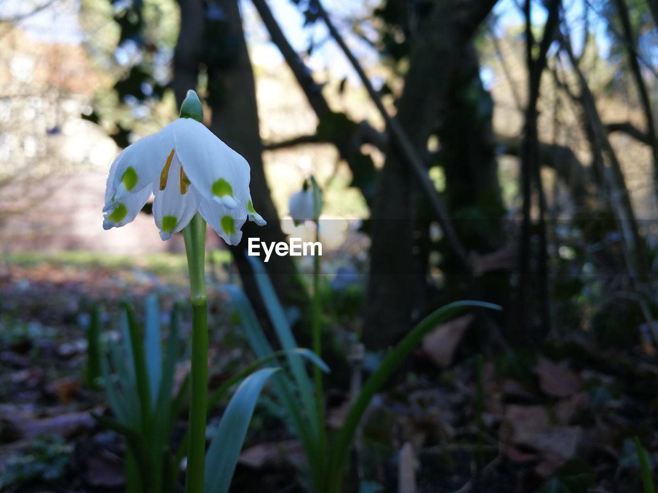 Close-up of white flowering plant on field