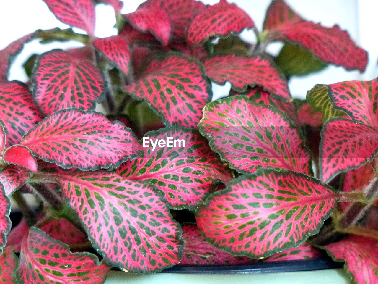 FULL FRAME SHOT OF FRUITS