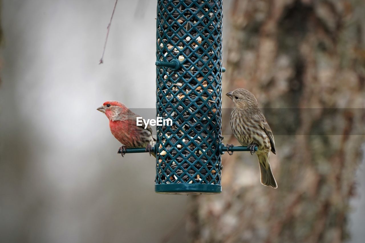 VIEW OF BIRDS PERCHING ON FEEDER