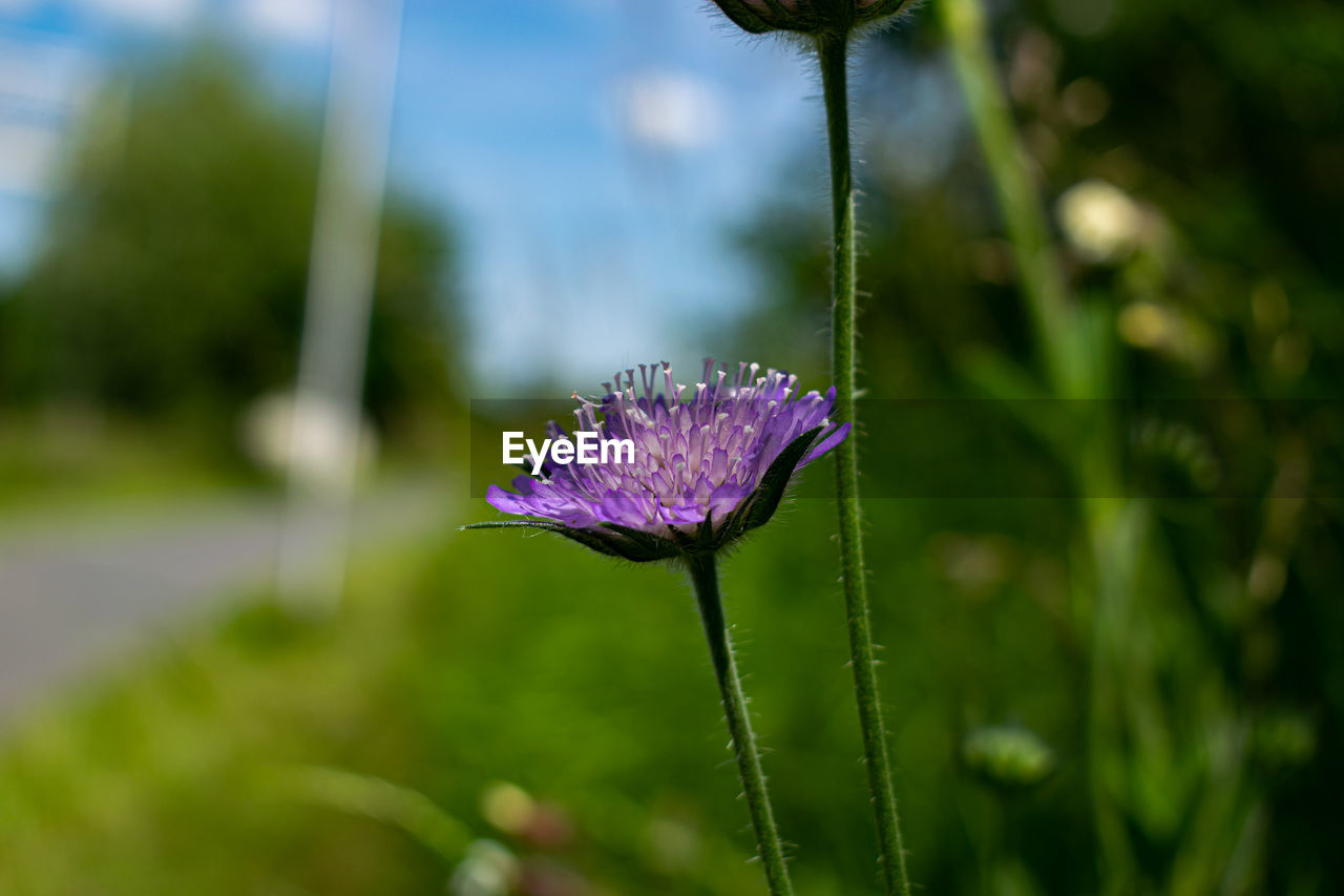 Close-up of purple flowering plant