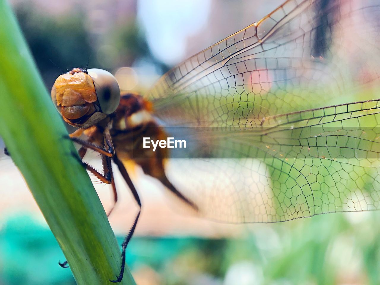 CLOSE UP OF DRAGONFLY