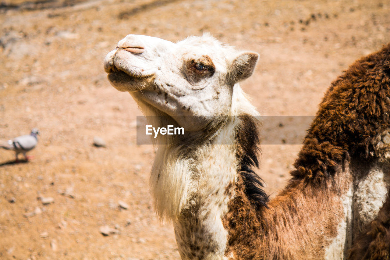 Close-up portrait of a dromedary camel