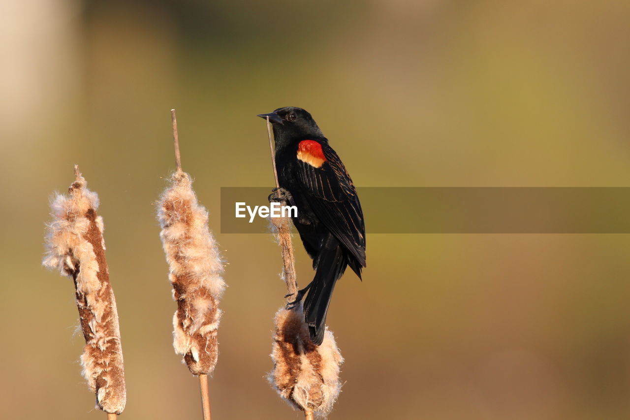 Close-up of bird perching