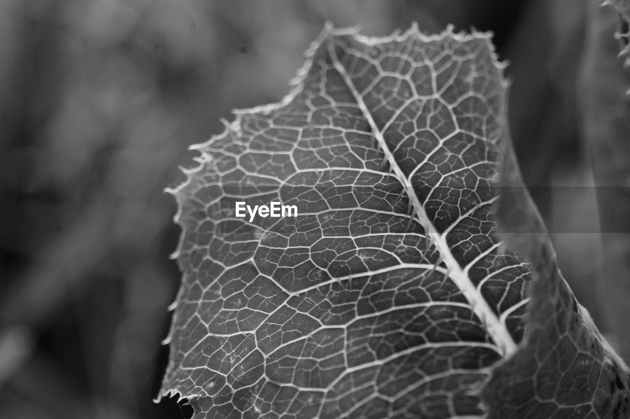 CLOSE-UP OF DRIED LEAVES