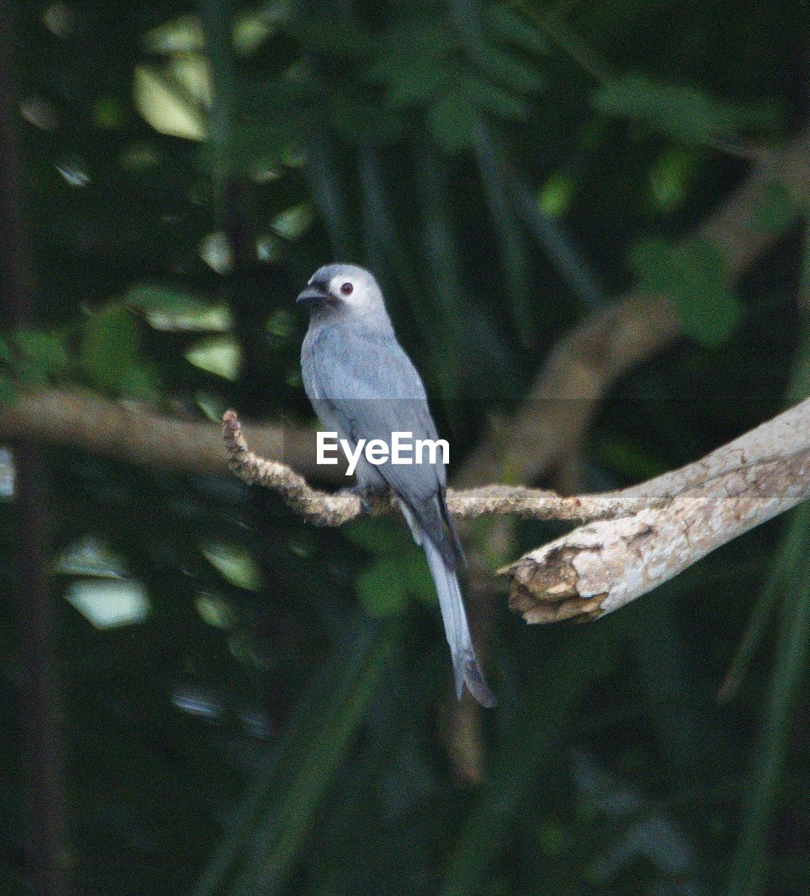 BIRD PERCHING ON BRANCH