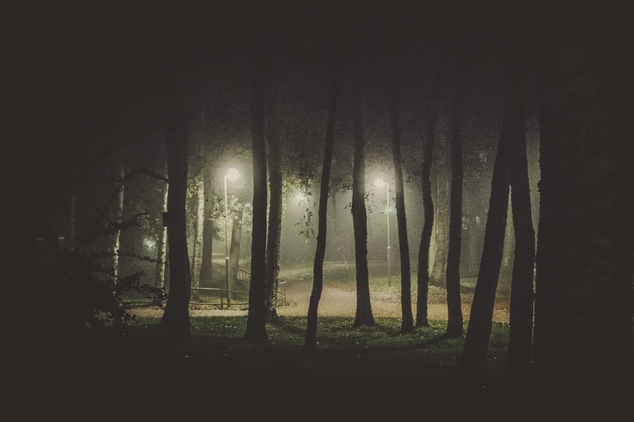 VIEW OF TREES AT NIGHT