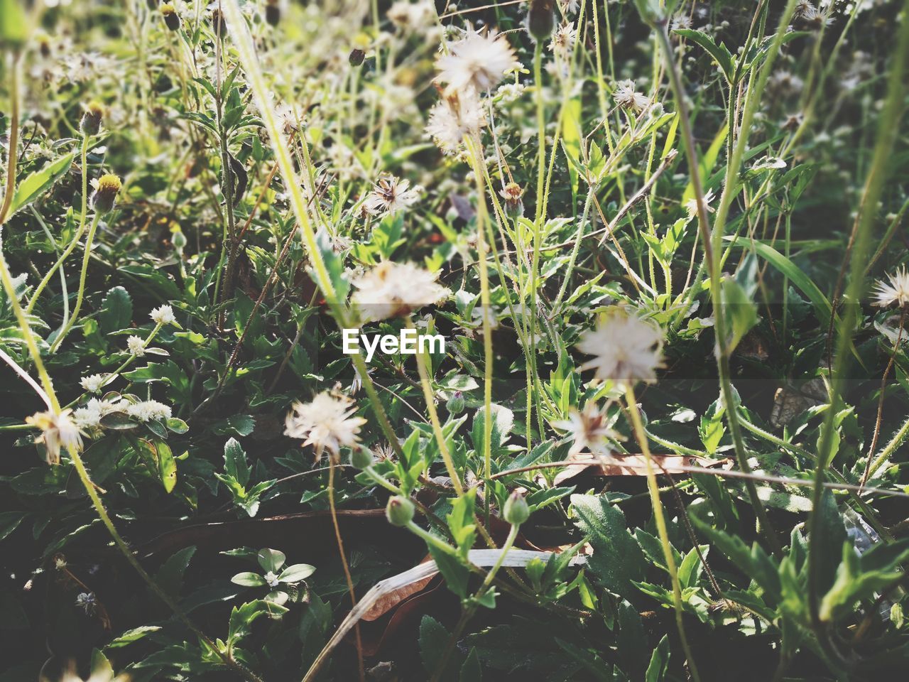 FLOWERS BLOOMING ON PLANT