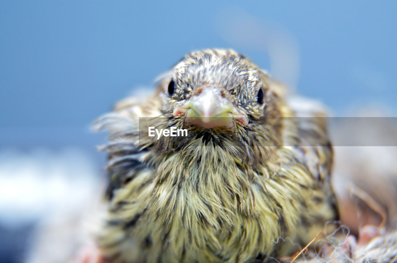 CLOSE-UP OF EAGLE OUTDOORS