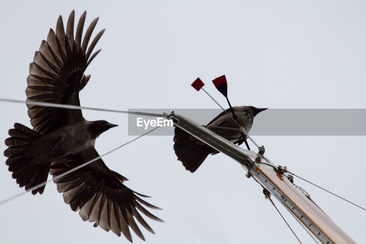 Low angle view of crows perching on pole against sky