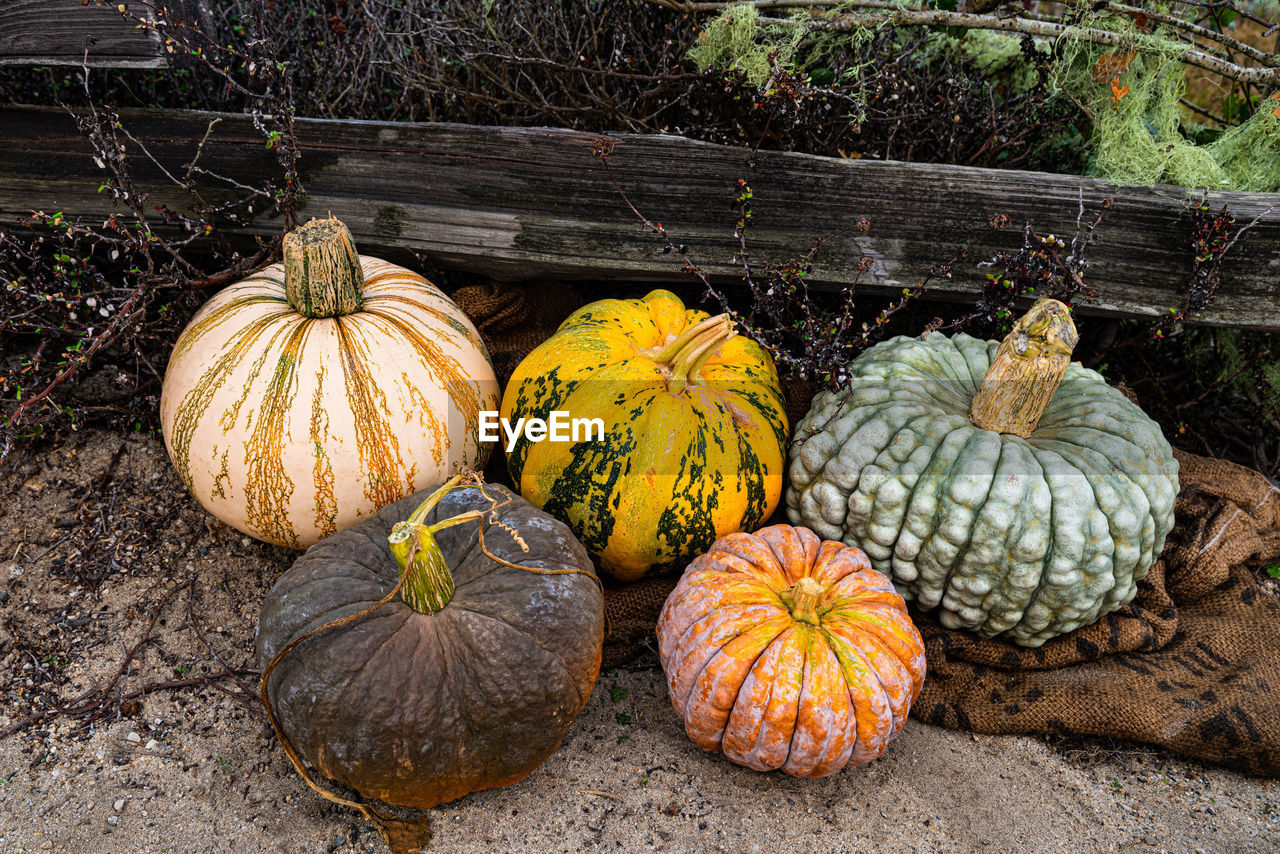 Group of decorative hybrid pumpkins in natural autumn colors on ground near rustic wood rail fence