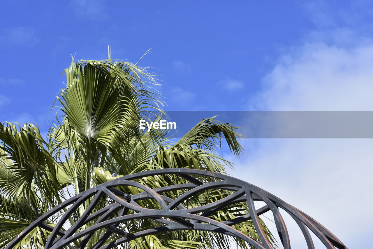 Low angle view of palm tree against sky