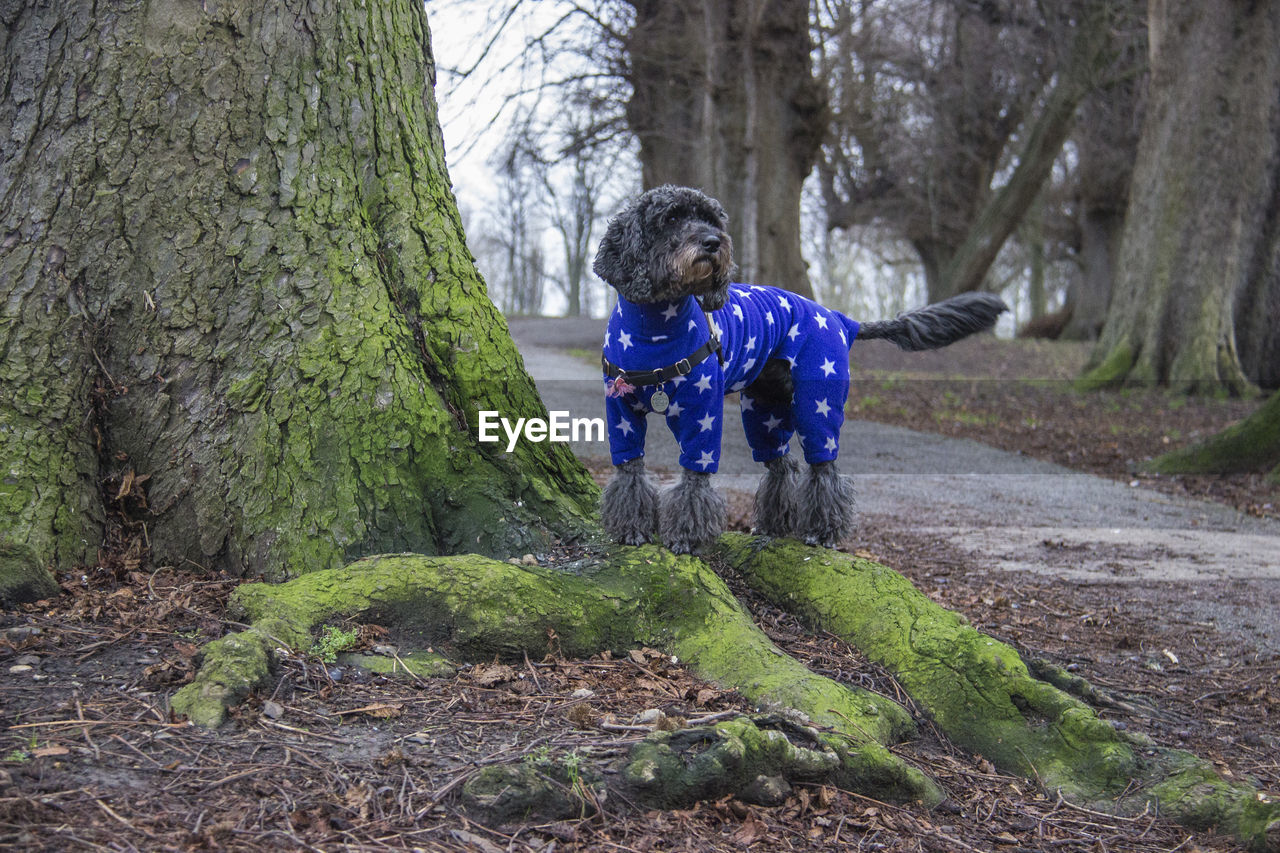 Dog standing by tree