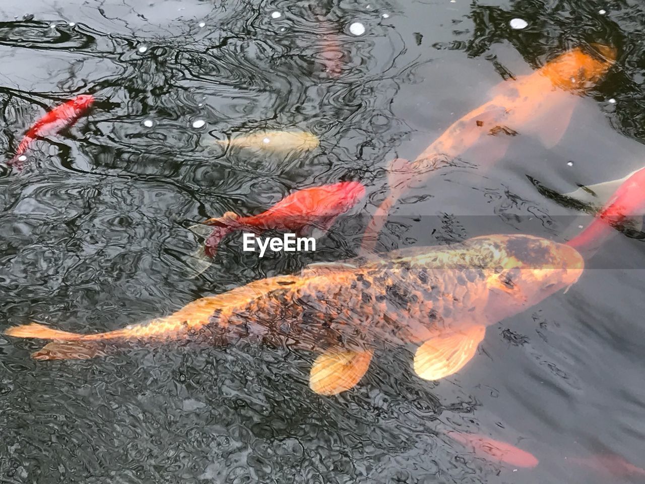 HIGH ANGLE VIEW OF KOI FISH IN WATER