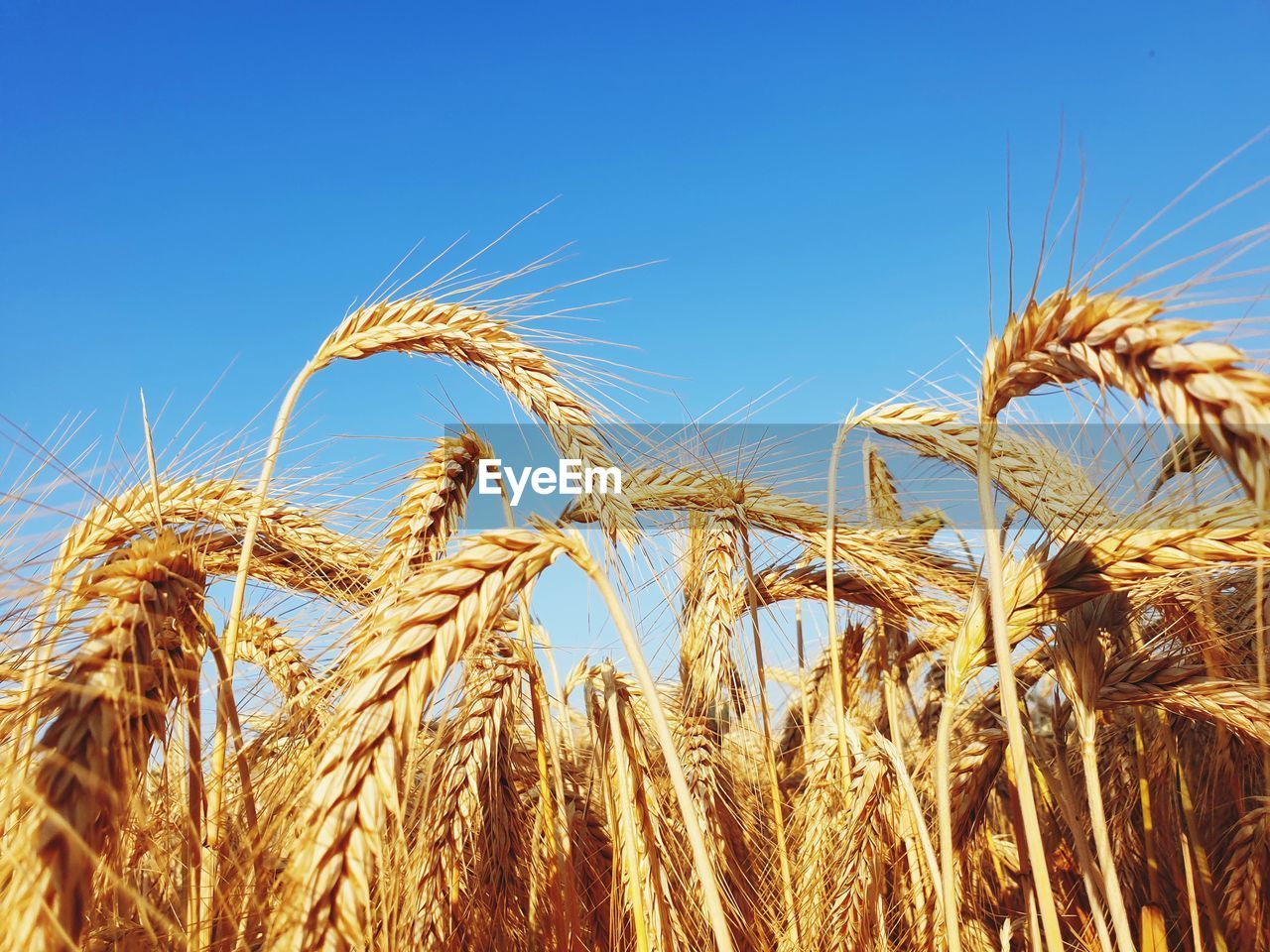 Close-up of wheat growing on field against clear blue sky