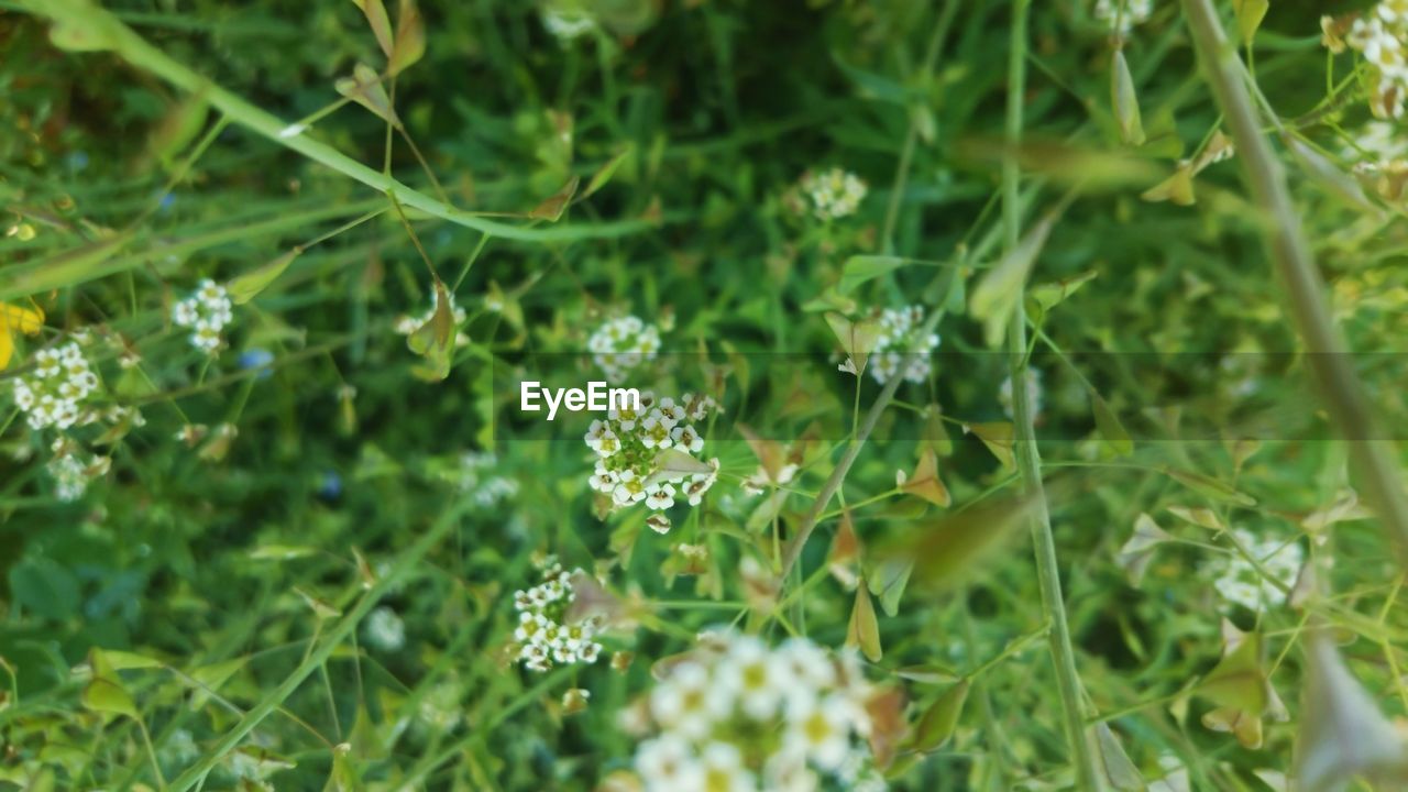 CLOSE-UP OF FLOWERS GROWING IN PLANT