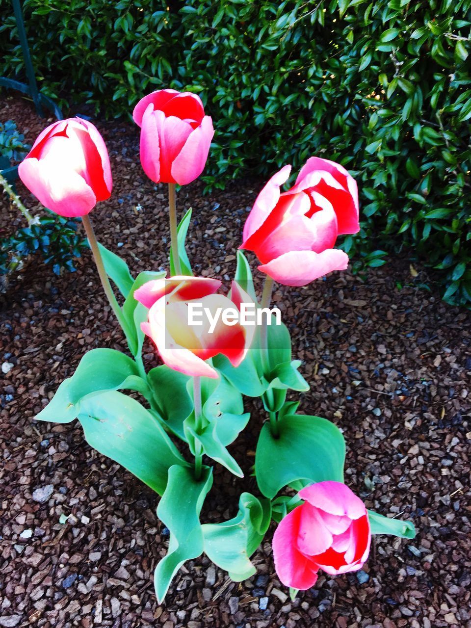 CLOSE-UP OF PINK ROSES