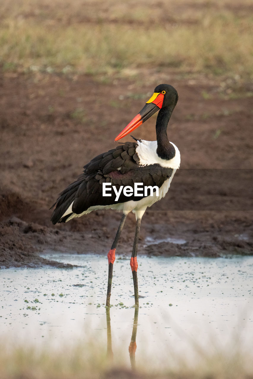 Female saddle-billed stork turns head in waterhole