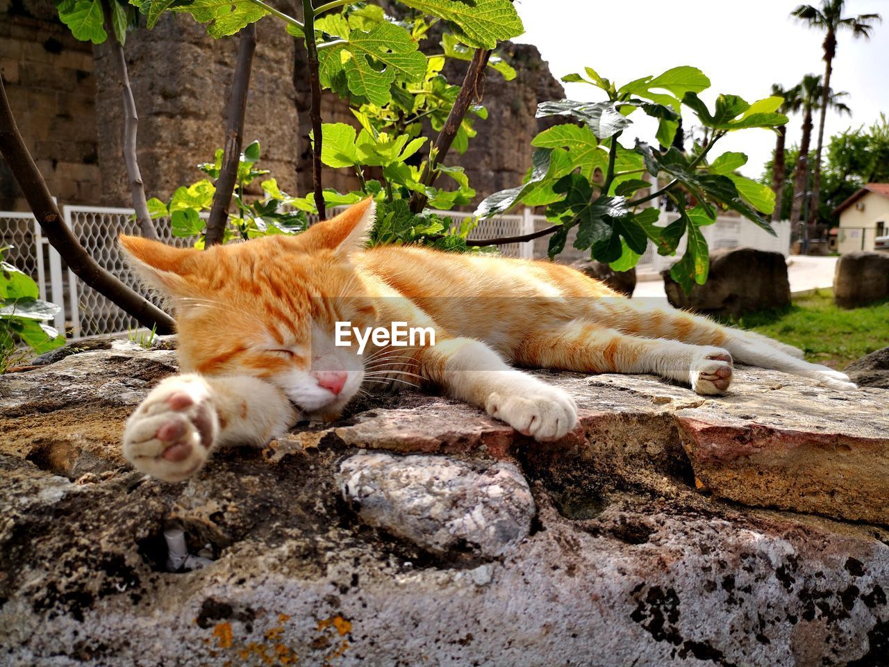 Cat sleeping in a forest