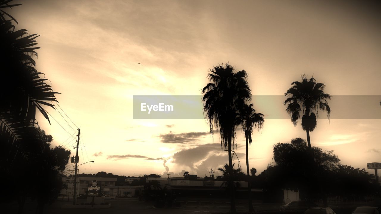 SILHOUETTE PALM TREES AGAINST SCENIC SKY