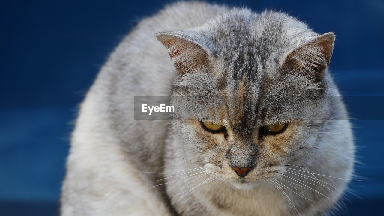 animal, animal themes, cat, pet, mammal, one animal, close-up, feline, domestic animals, domestic cat, nose, whiskers, small to medium-sized cats, animal body part, portrait, felidae, no people, animal head, carnivore, blue, relaxation, focus on foreground, looking at camera, front view