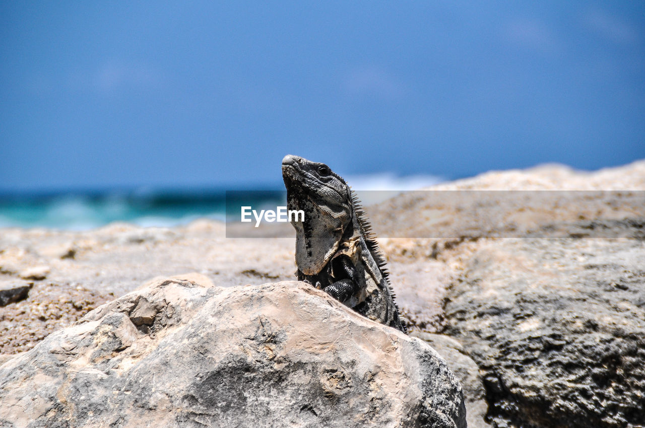 Close-up of iguanas on rock by sea against sky