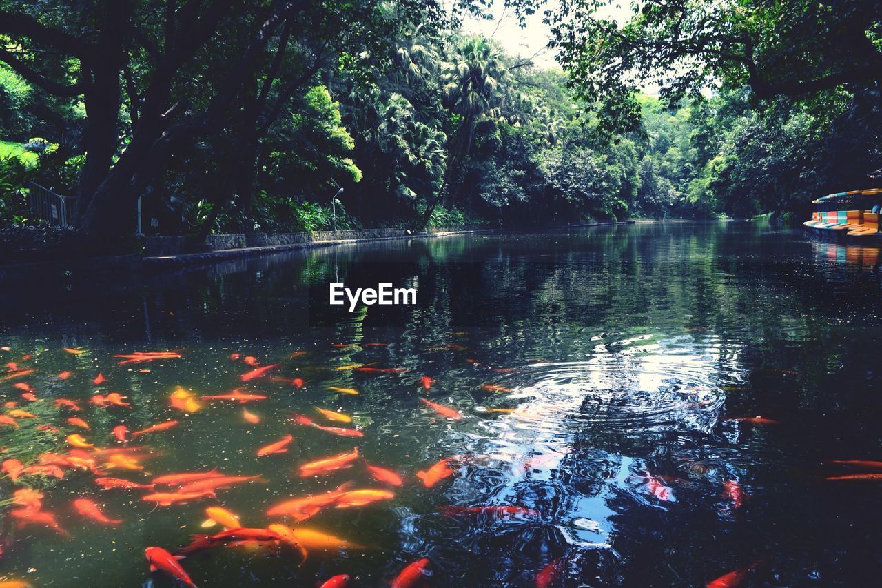 Koi fish in water against trees