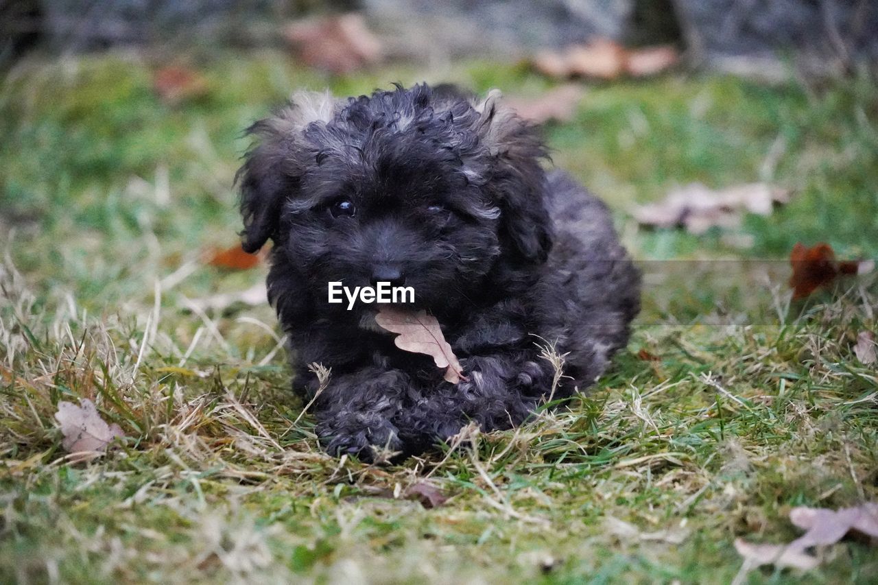 dog, pet, animal themes, one animal, mammal, animal, domestic animals, canine, puppy, grass, black, havanese, young animal, plant, portrait, cute, nature, looking at camera, no people, field, land, lying down, selective focus, lap dog, outdoors, sitting, relaxation