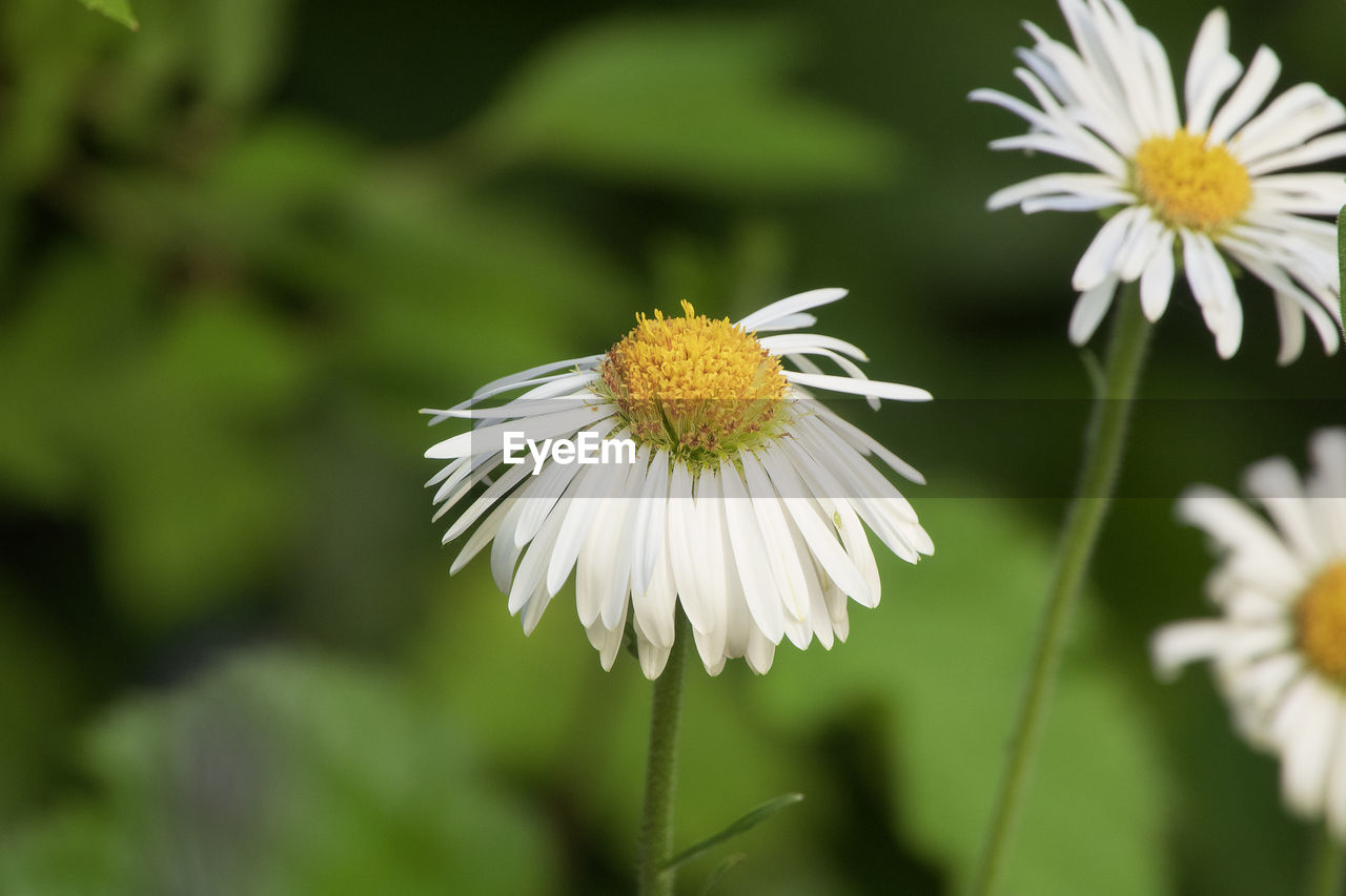 CLOSE-UP OF WHITE DAISY ON FLOWER