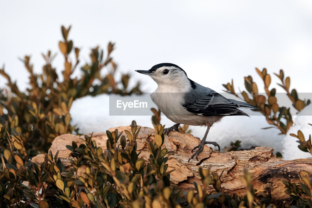 animal themes, animal, bird, animal wildlife, wildlife, nature, one animal, branch, plant, perching, winter, no people, full length, outdoors, tree, beak, day, side view, food, songbird, beauty in nature, sparrow