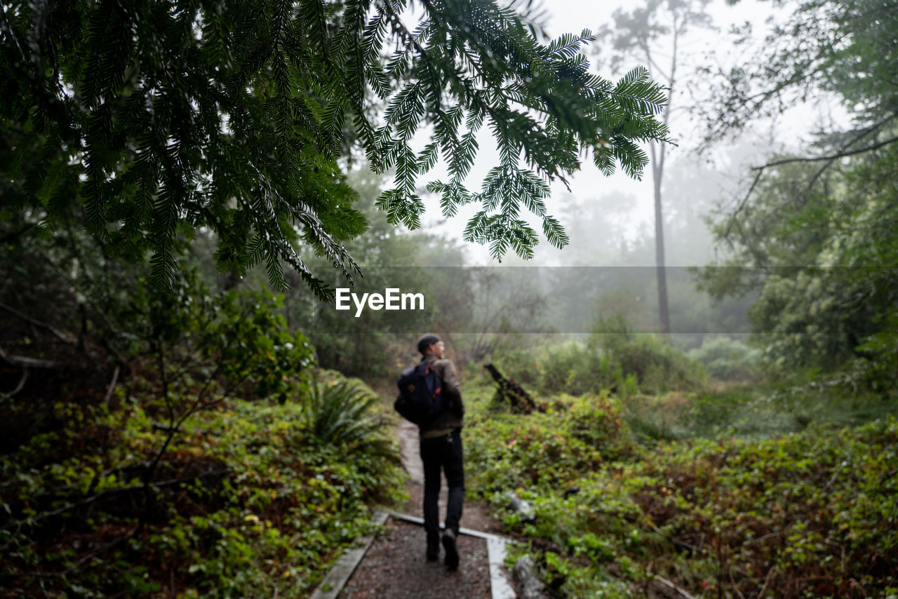 Man with backpack walks pathway through lush greenery in misty forest