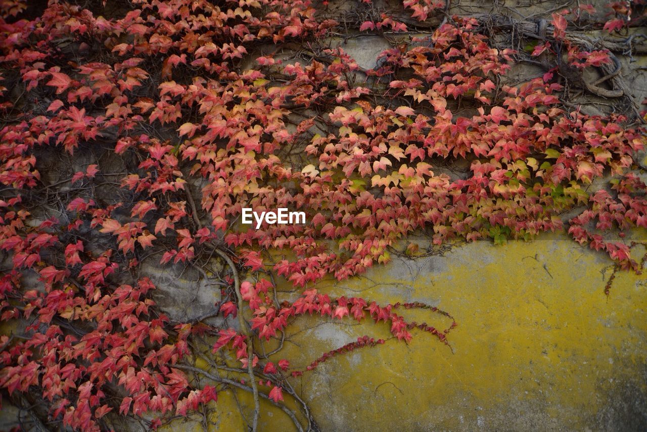 Pink flowers blooming on tree