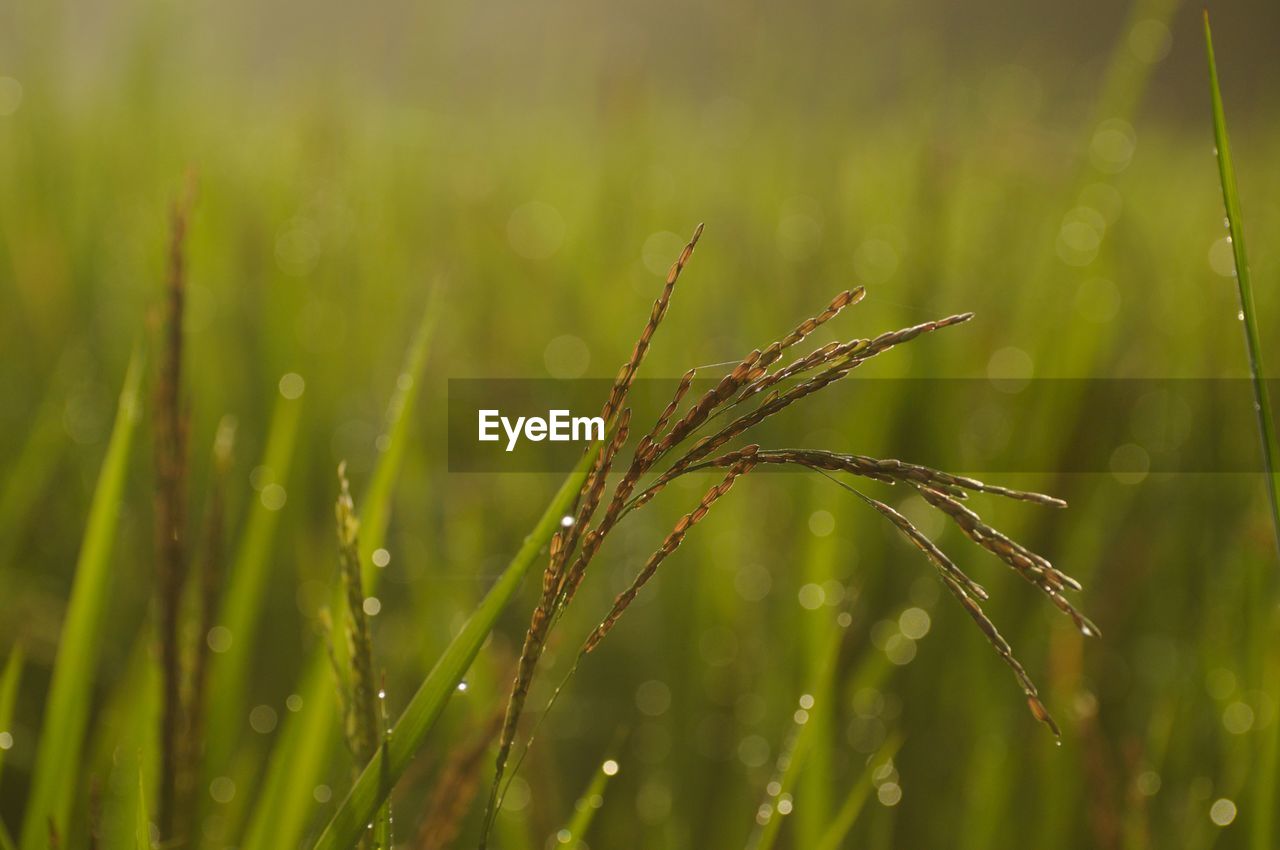 Close-up of wet rice paddy on farm