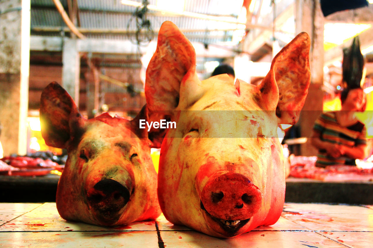 CLOSE-UP OF SHEEP IN A MARKET