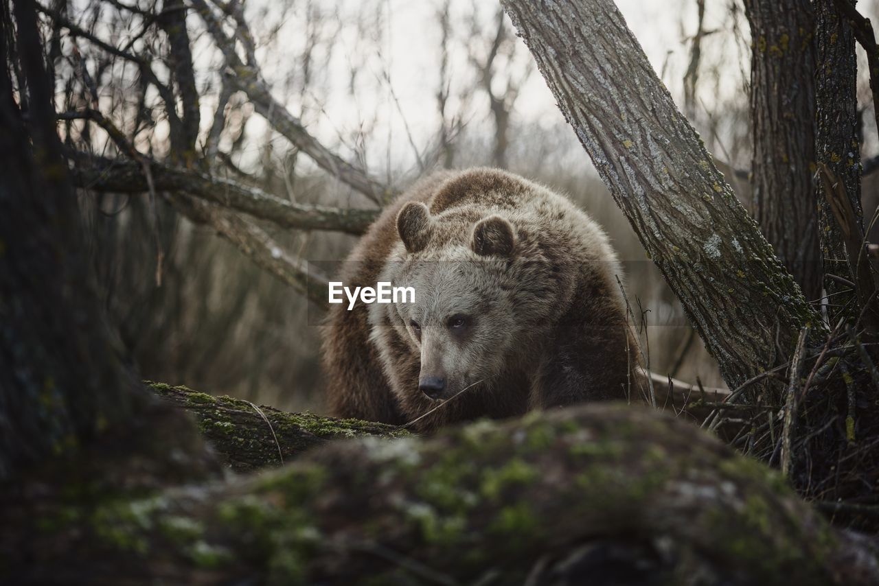 Bear standing by tree trunk in forest