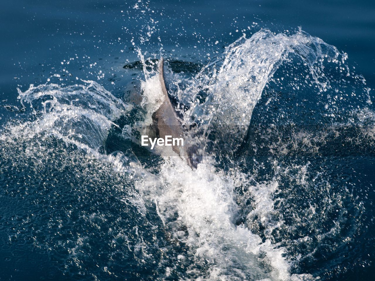 Dolphine diving in sea