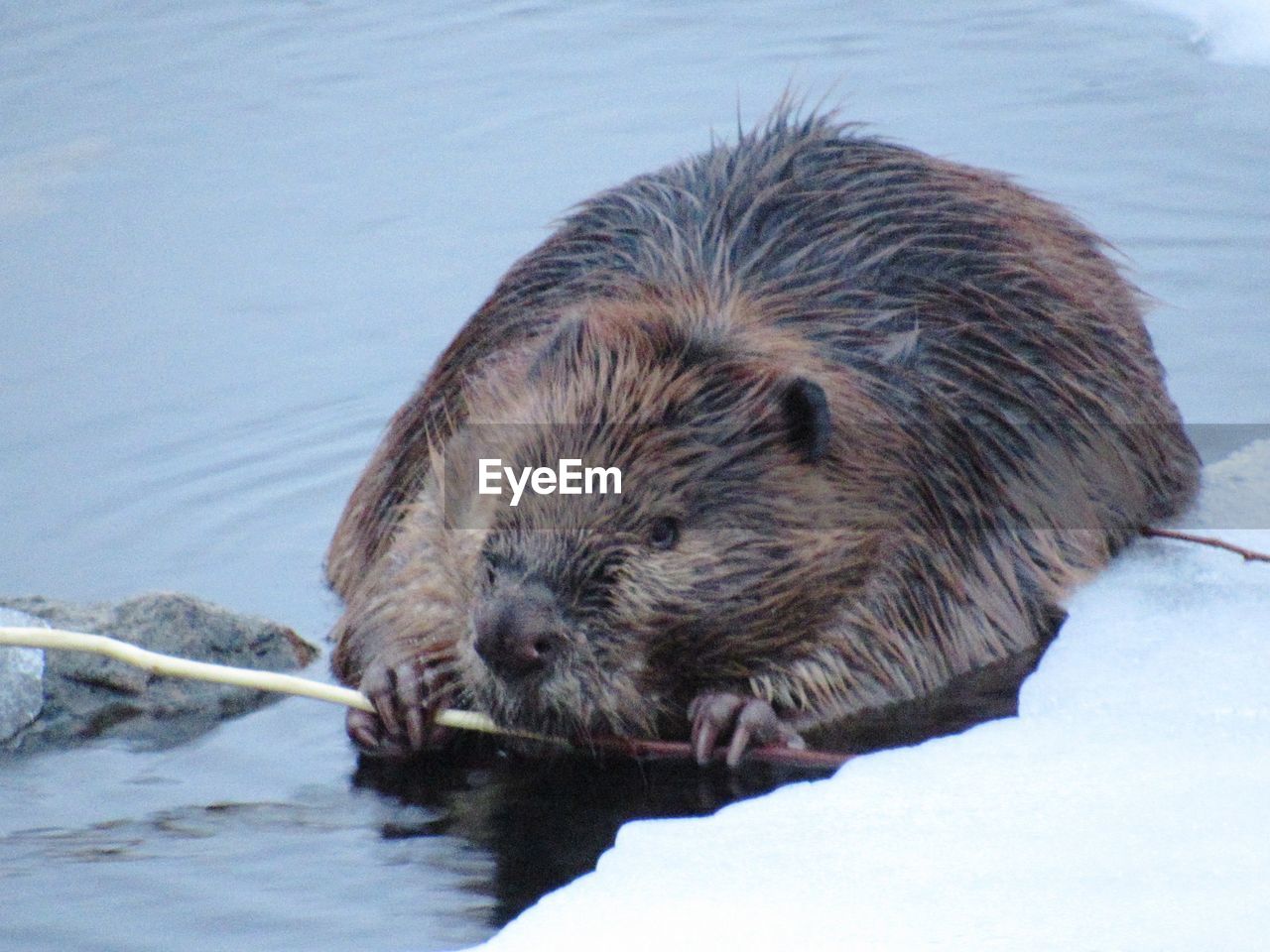 Close-up of beaver eating in snow