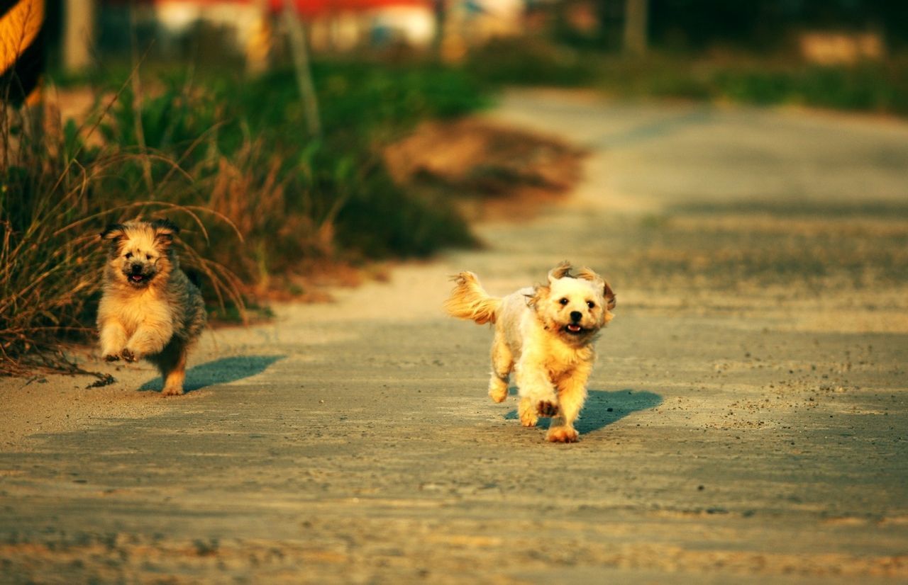 Dogs running on street