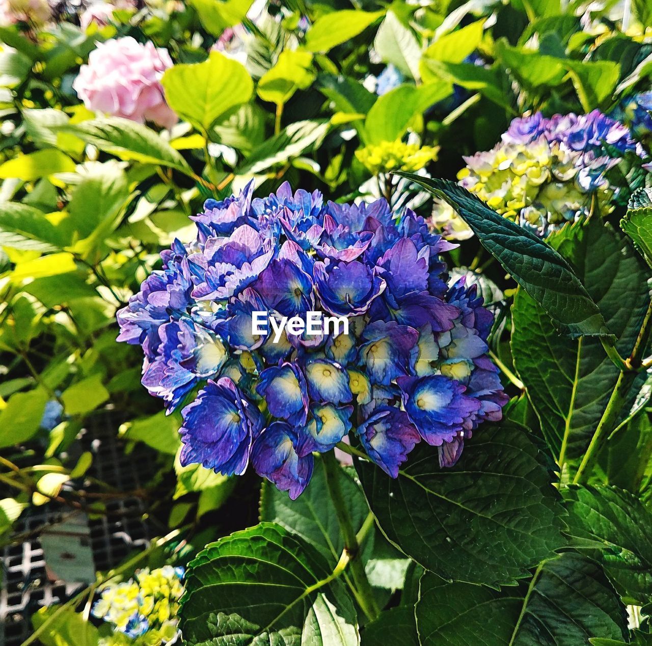 CLOSE-UP OF PURPLE HYDRANGEA FLOWERS