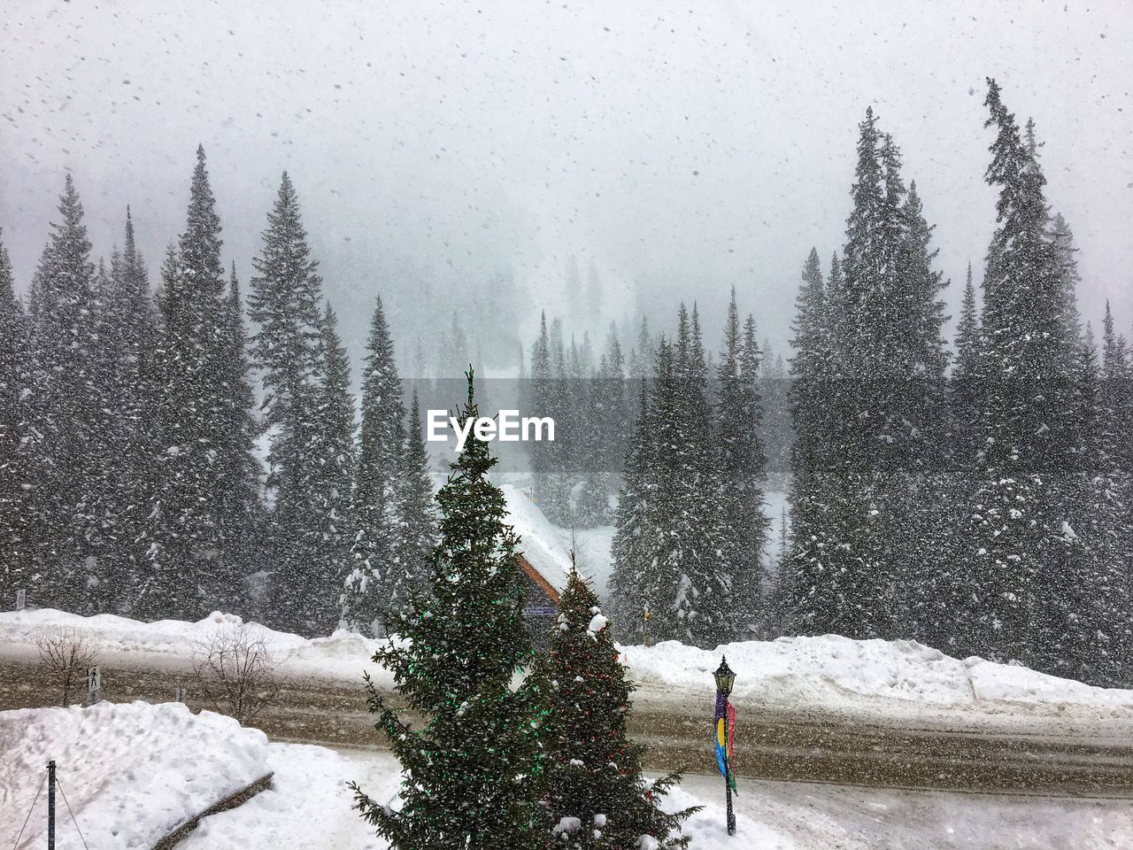 Snow covered trees in forest against sky